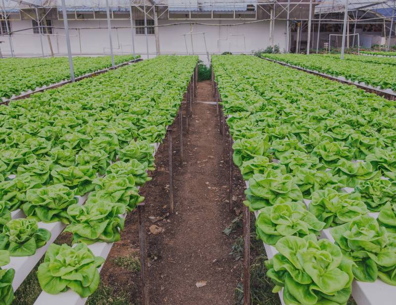 Hydroponics Farm