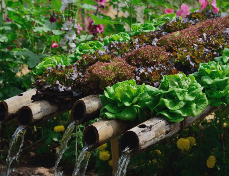 Hydroponics Garden Using Bamboo