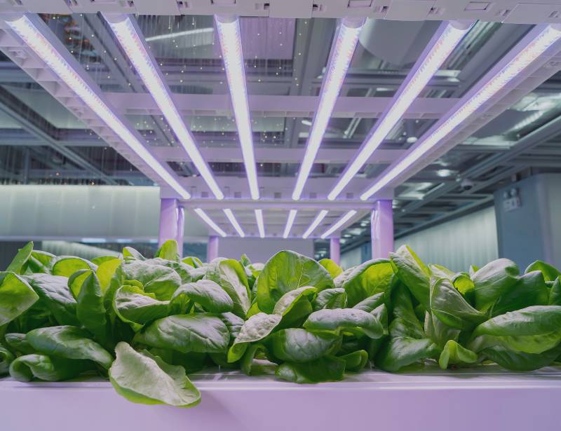 Grow Lights for Hydroponics