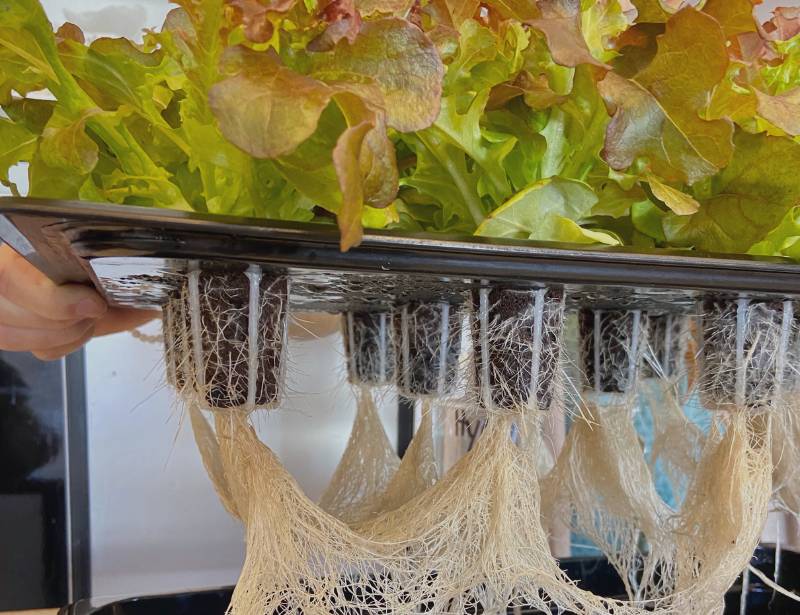 Hydroponics rooting system