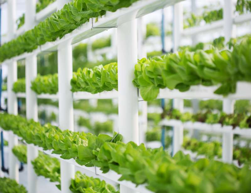 Vertical Farming, Hydroponics