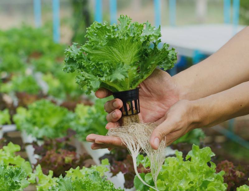 Lettuce from hydroponics farm
