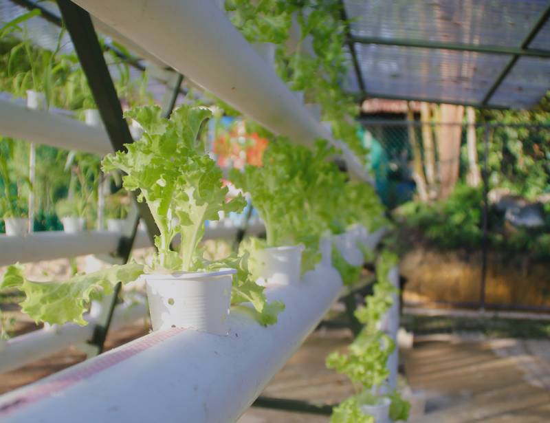 Lettuces in Vertical Garden