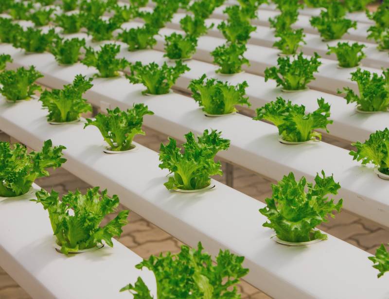 Lettuces on Hydroponic System