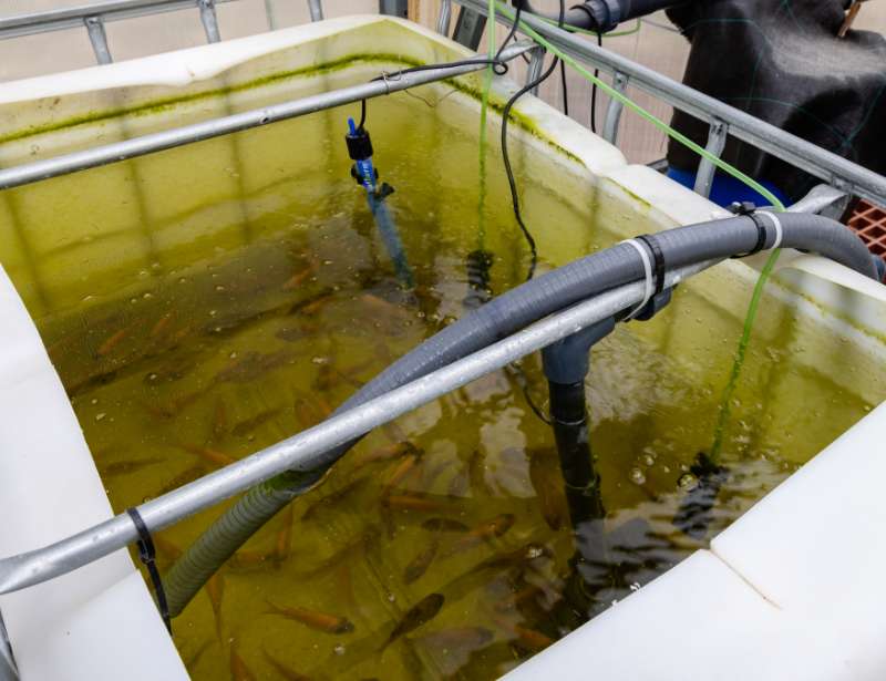 Fishes in a tank for Aquaponics