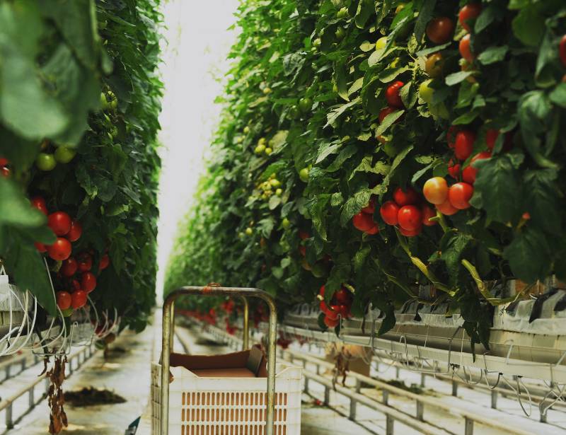 Tomato Hydroponic Farm