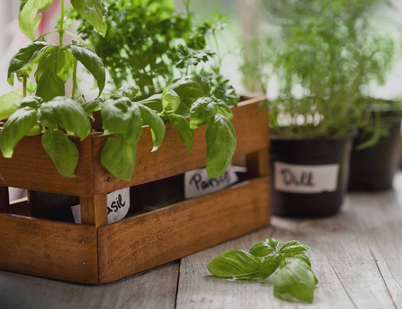 Types of plants for indoor gardening