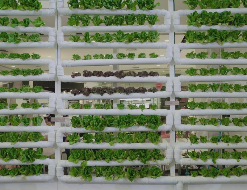 Vertical Hydroponics