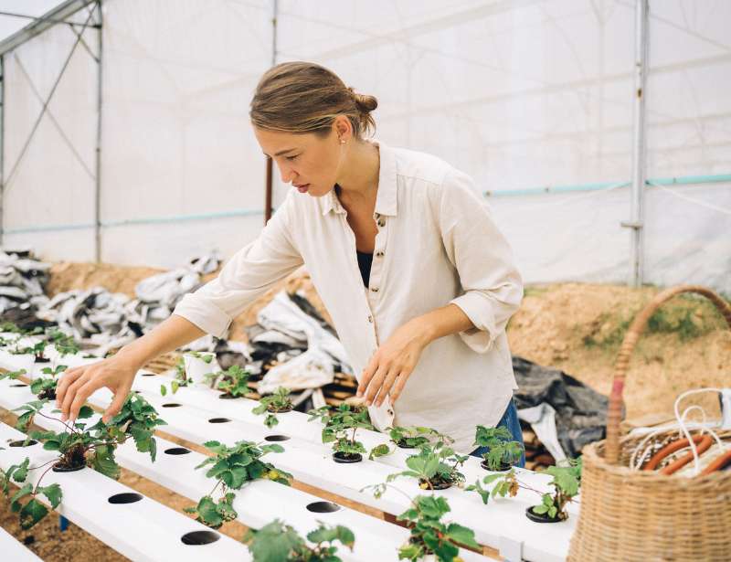 Woman harvesting greens from aquaponics farm