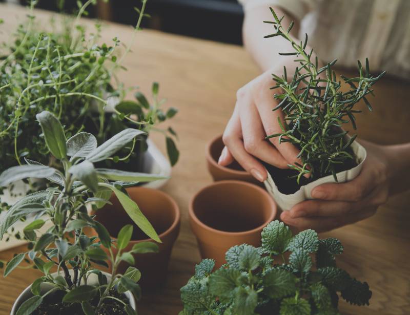 Woman holding indoor plant