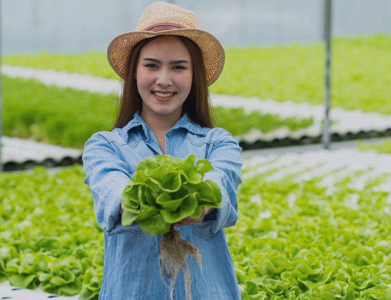 Woman holding a lettuce from hydroponics garden