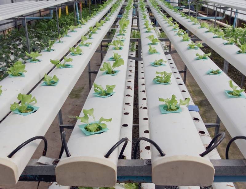 Young Lettuce in Hydroponic Farm