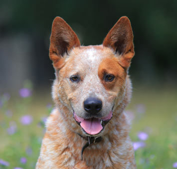 Australian-Cattle-Dog-breed-information