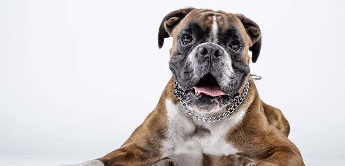 Boxer 101: Breed Description, History, Recommendations – Dogs Corner