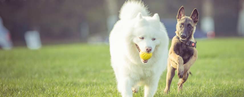 how to introduce a puppy to older dog