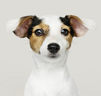 jack-russell-breed-info