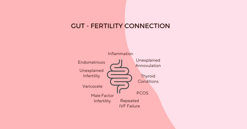 Gut-Fertility Connection