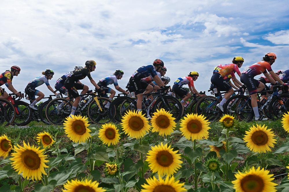 Le peloton traverse un champ de tournesols. Dans ce champ, des membres de la Movistar Team et de la FDJ Suez.