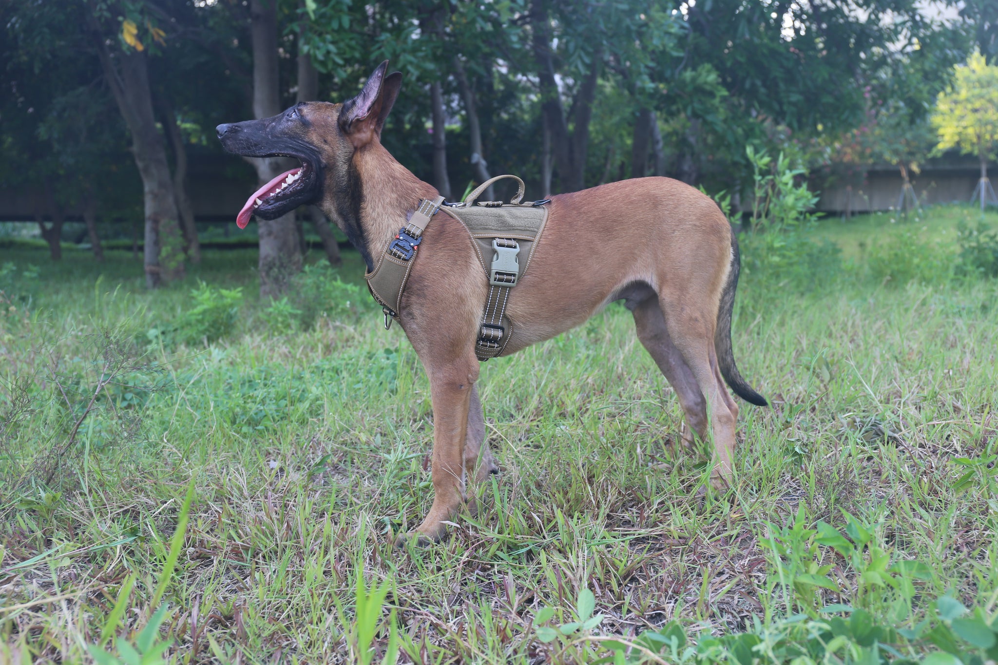 dog harness icefang