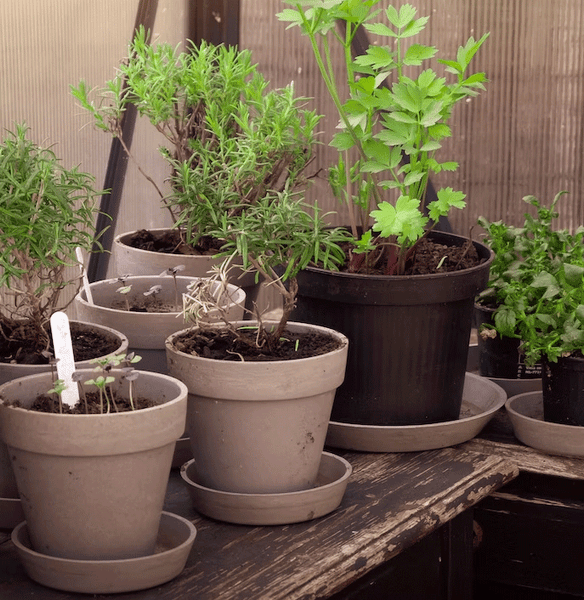 garden herbs herb garden outdoor herbs