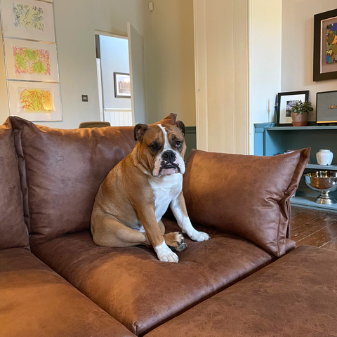 faux leather sofa is pet friendly
