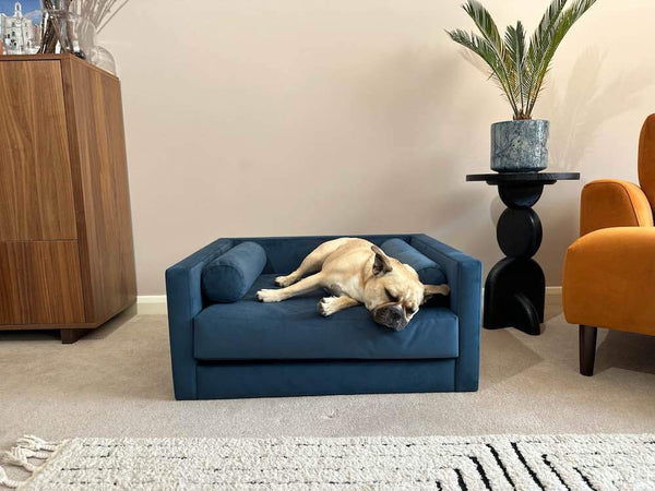 dog bed or dog sofa