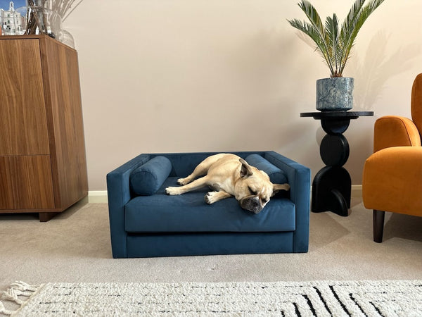 The dog sofa