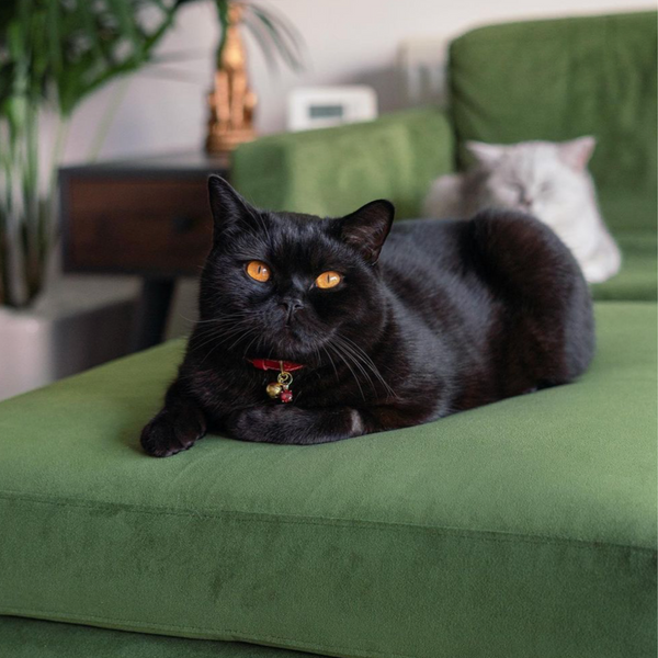 purrcival.cat instagram black cat laid down on Model 01 velvet sofa in vine