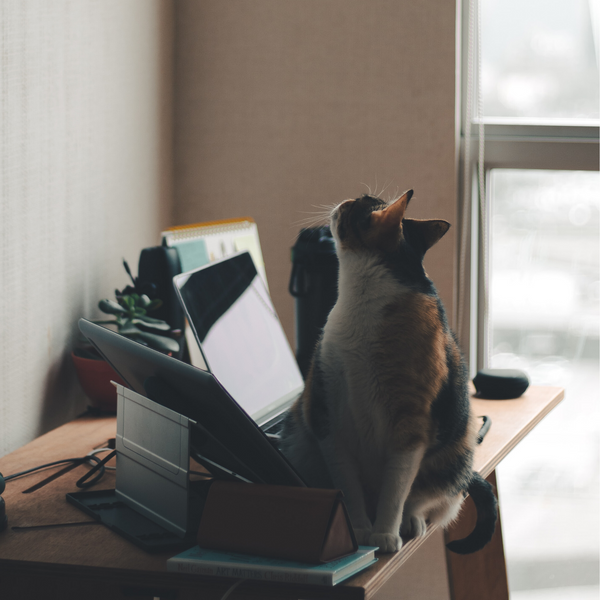 cat on desk