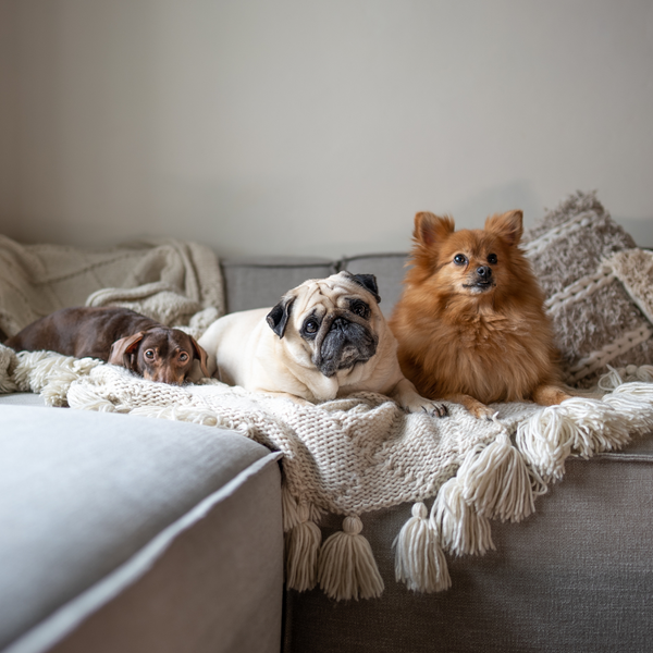thepuggysmalls instagram picture of 3 small dogs on Model 03 sofa with blankets