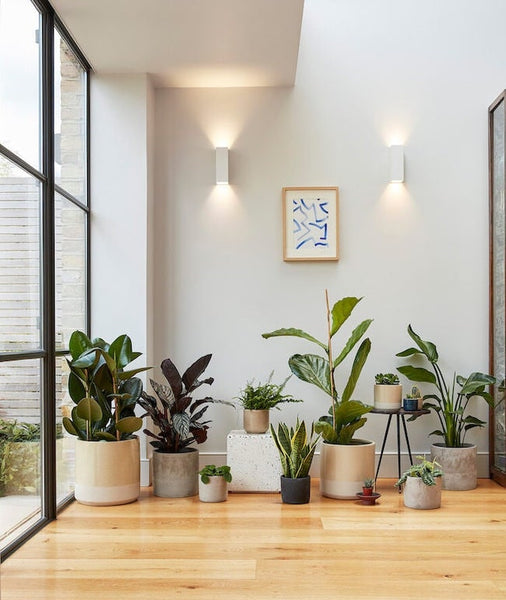 Plant pots in living room