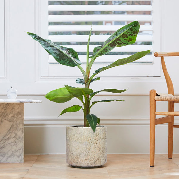 banana plant patch plants banana leaf plant