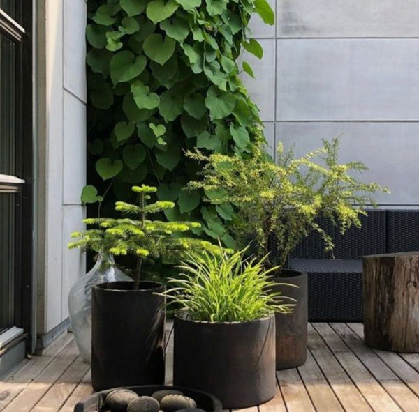 outdoor plants potted plants patio plants patio ideas