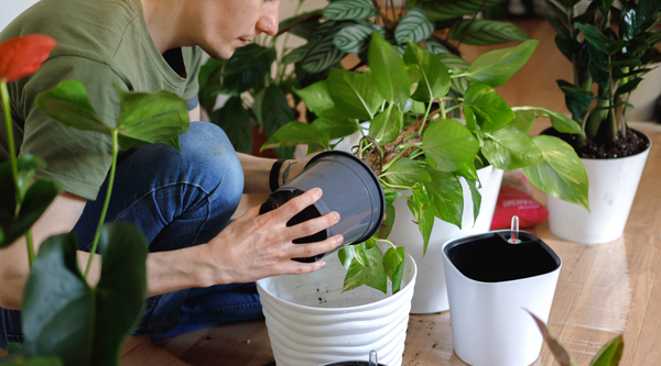 indoor houseplants