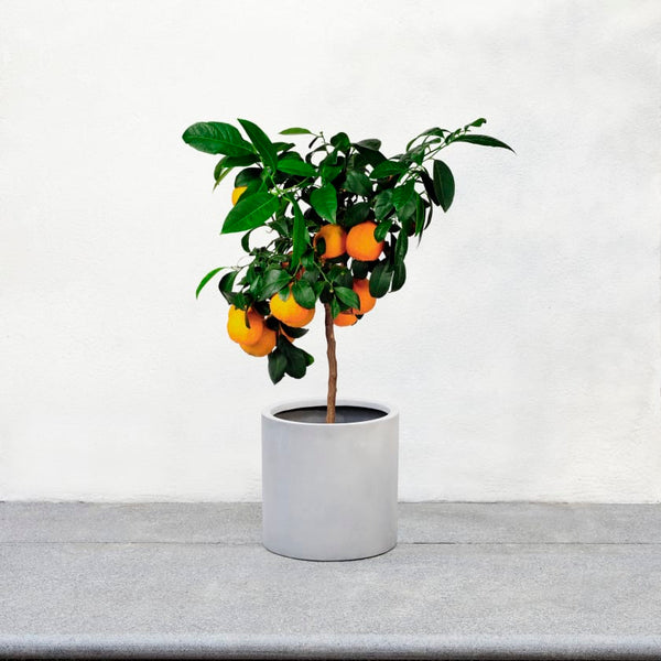 mini orange tree patch plants