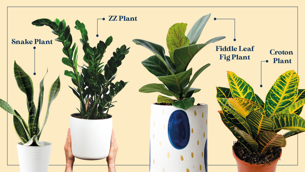 Indoor plants for bright living rooms