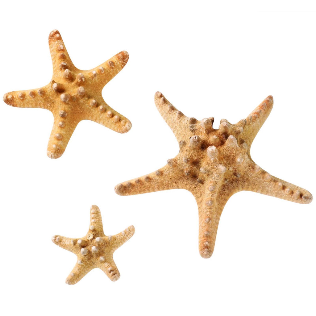 Natural starfish – Little Acorns