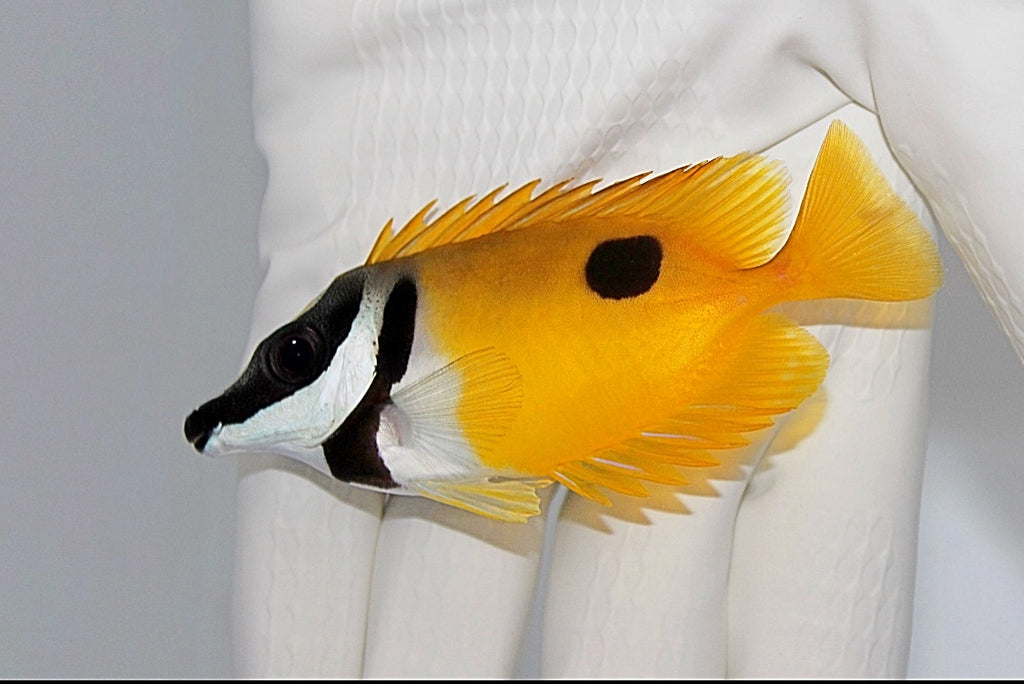 One Spot Foxface (siganus unimaculatus)