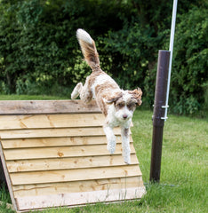 A small white and brown dog going down an agility ramp