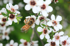 Bee on Manuka Flower