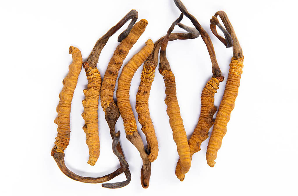 cordyceps for the best cordyceps supplement