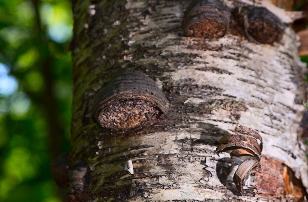 Chaga mushrooms growing on the side of a birch tree trunk