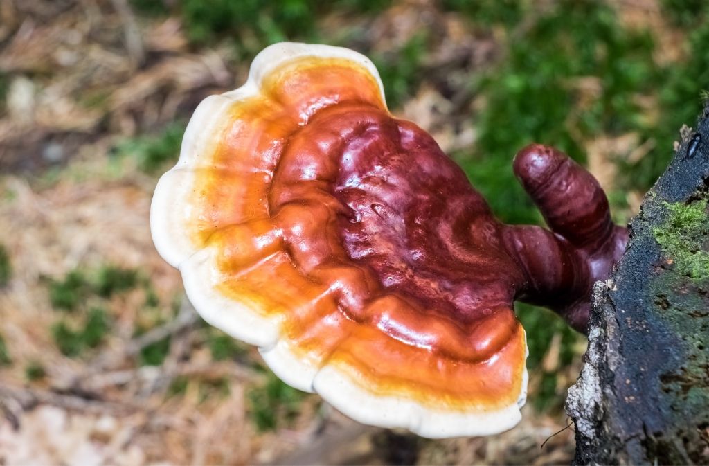 Reishi mushroom coming off of a branch in front of a blurred natural background