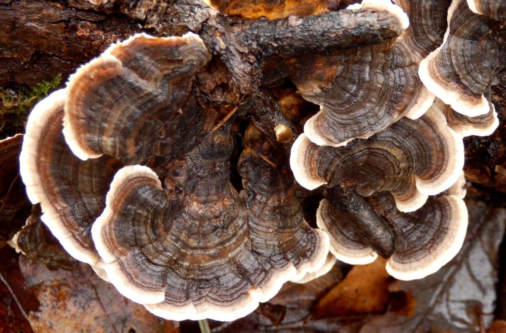 turkey tail mushrooms growing on a log