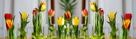 Tulips cut flowers