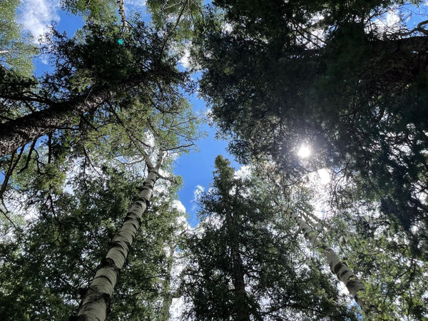 Looking to the sky through a field of Aspen trees