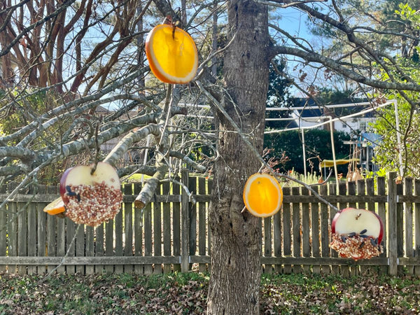 Orange and apple slices with birdseed hanging off a bare tree in a backyard