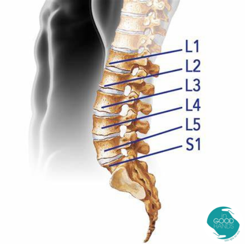 O que significa L4, L5 e L5 S1 e onde ficam na coluna vertebral
