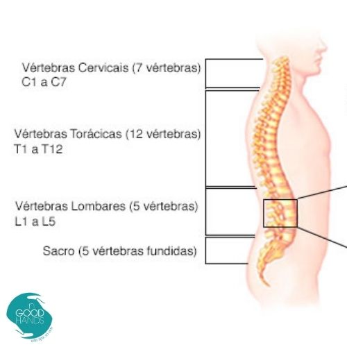 Vértebras na coluna vertebral relacionadas ao nervo ciático