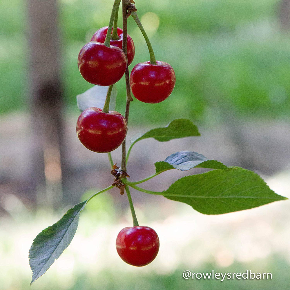 montmorency cherries